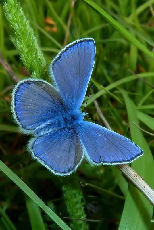 Polyommatus icarus o thersites?